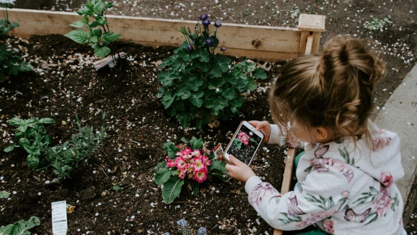 En flicka fotograferar en färgglad blomma i en annars grå rabatt.