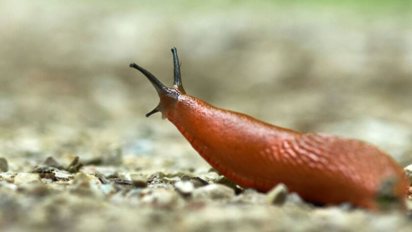 Mördarsnigel kryper fram efter regn – hög aktivitet i fuktiga miljöer.