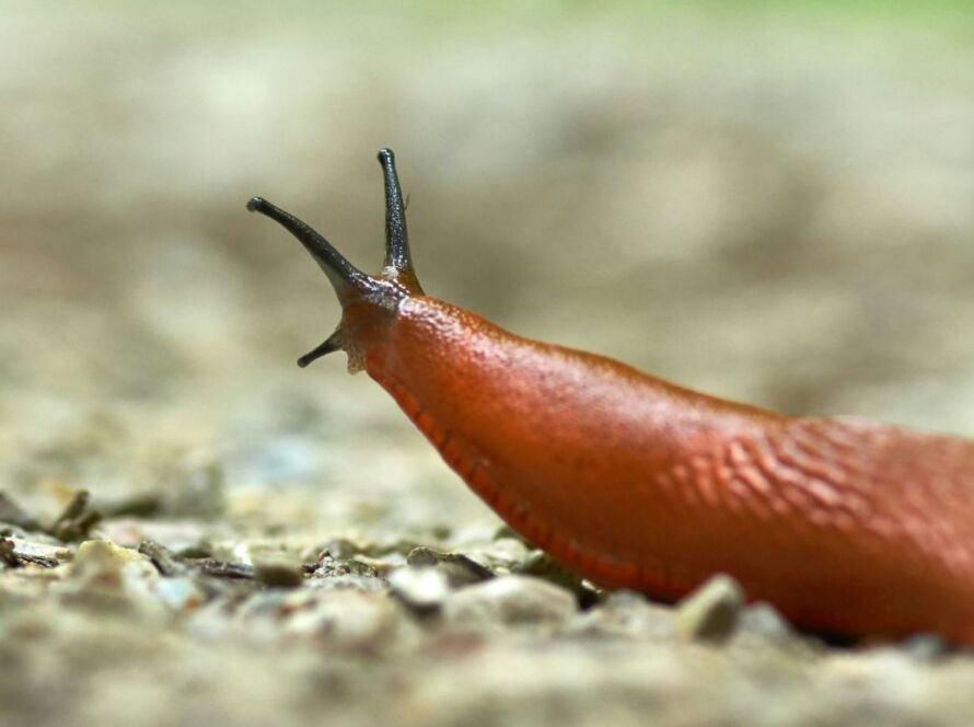 Mördarsnigel kryper fram efter regn – hög aktivitet i fuktiga miljöer.